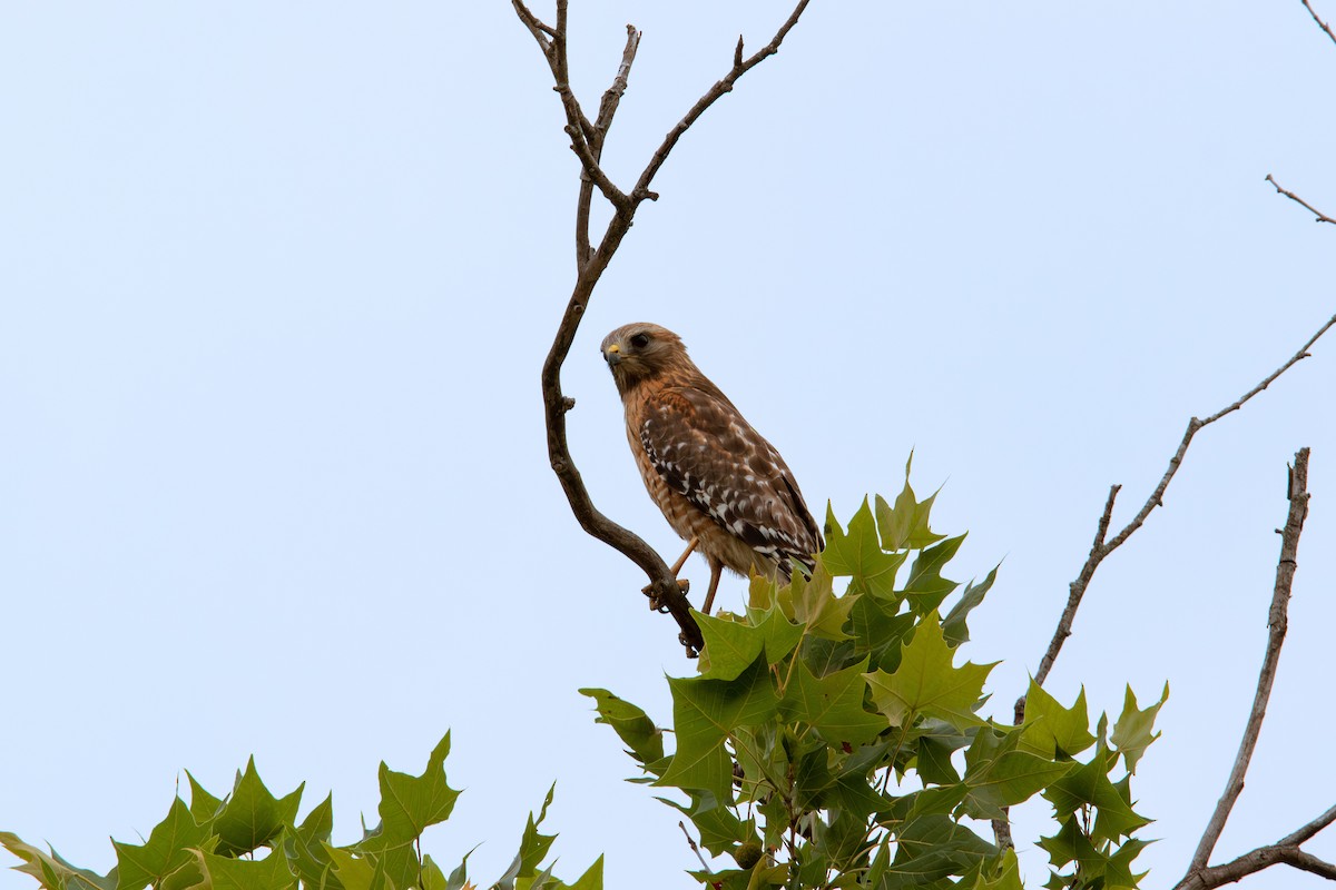 Red-shouldered Hawk - ML579020631