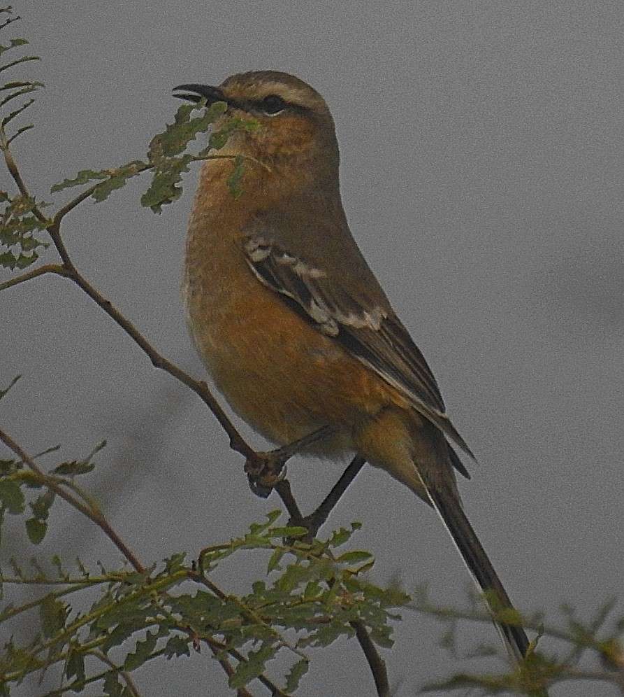 Patagonian Mockingbird - ML579020711