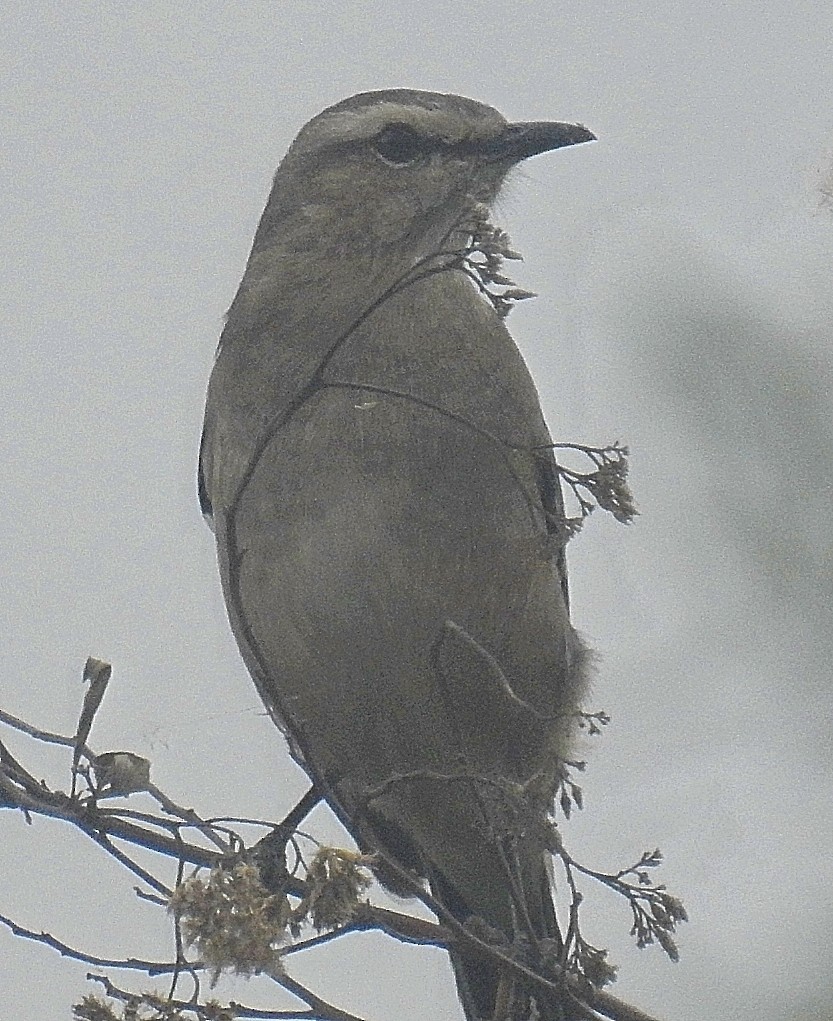 Patagonian Mockingbird - ML579020721