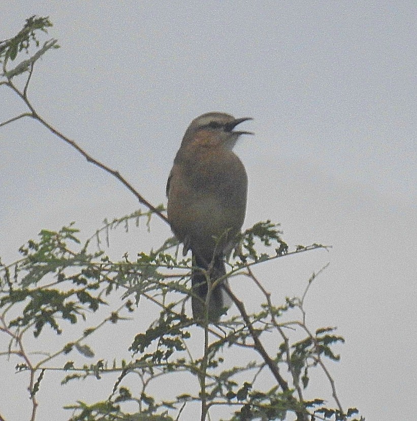 Patagonian Mockingbird - ML579020731