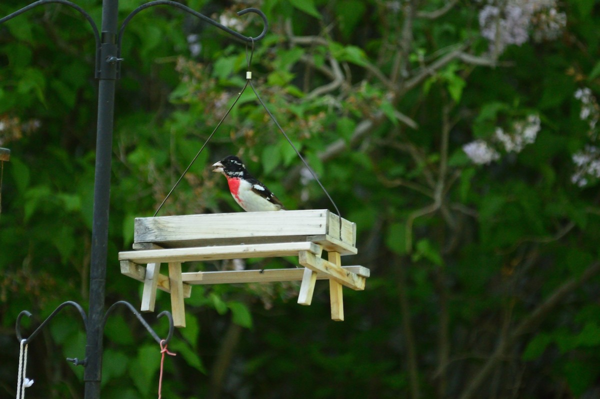 Rose-breasted Grosbeak - Robert Davis