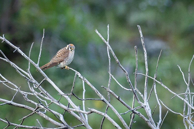 American Kestrel - ML579021921