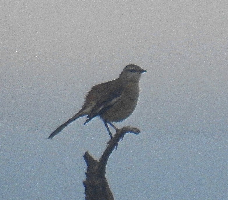 White-banded Mockingbird - ML579022211