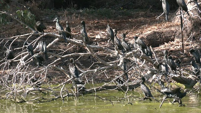 Little Black Cormorant - ML579022411