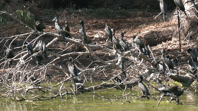 Cormorán Totinegro - ML579022411