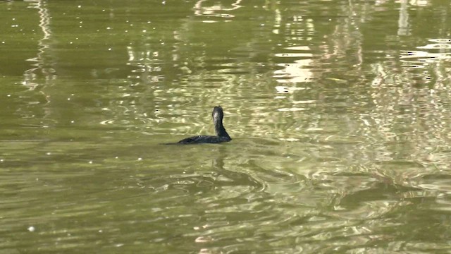 Little Black Cormorant - ML579022471