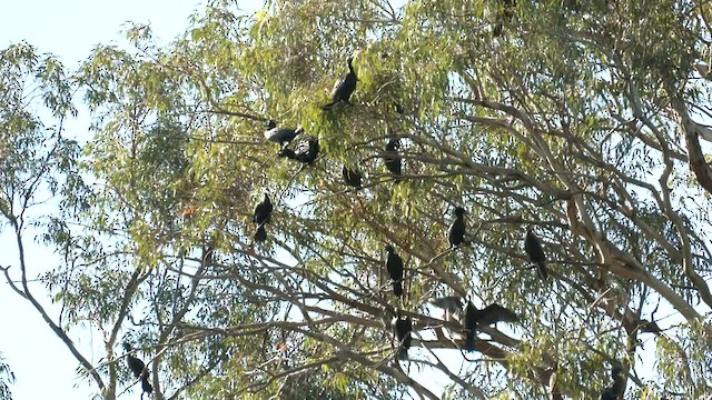 Little Black Cormorant - ML579022561