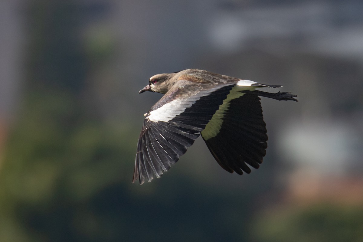 Southern Lapwing - ML579022791