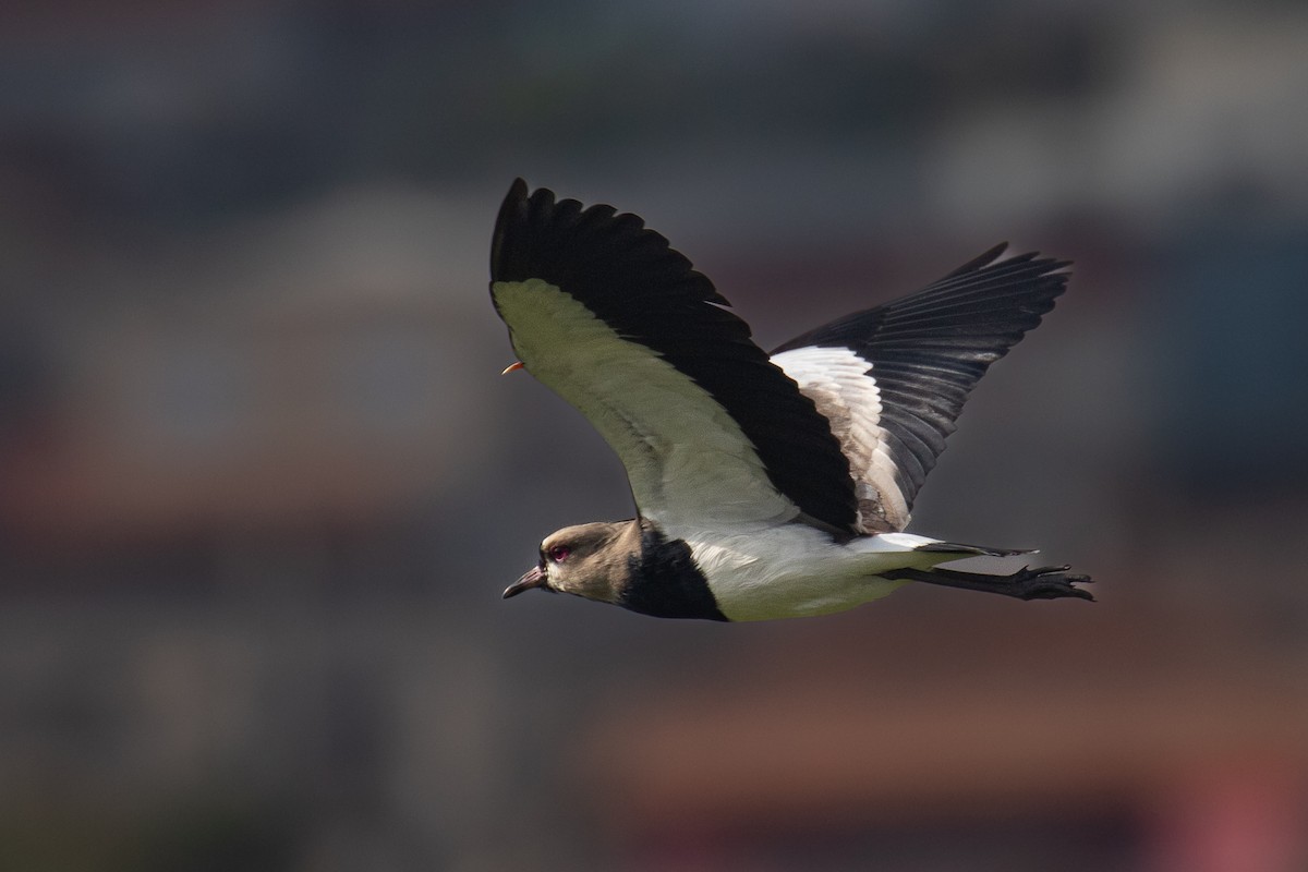 Southern Lapwing - ML579022811