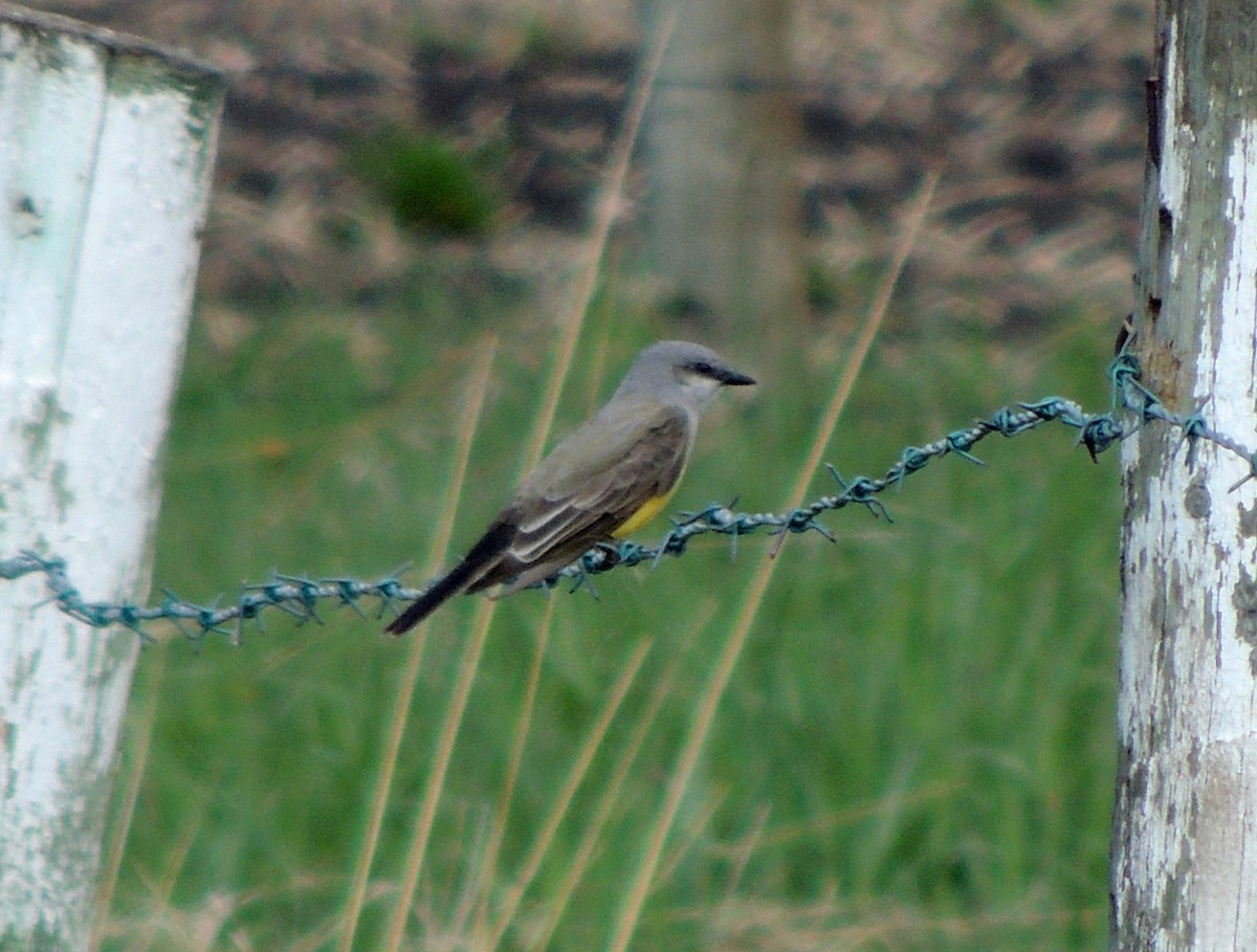 Western Kingbird - ML579023661