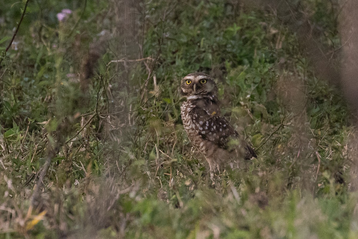 Burrowing Owl - ML579024241