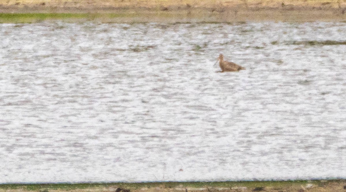 Marbled Godwit - ML579024411