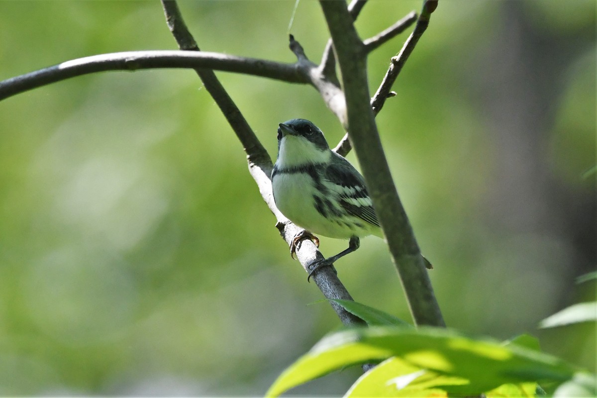 Cerulean Warbler - ML579024671