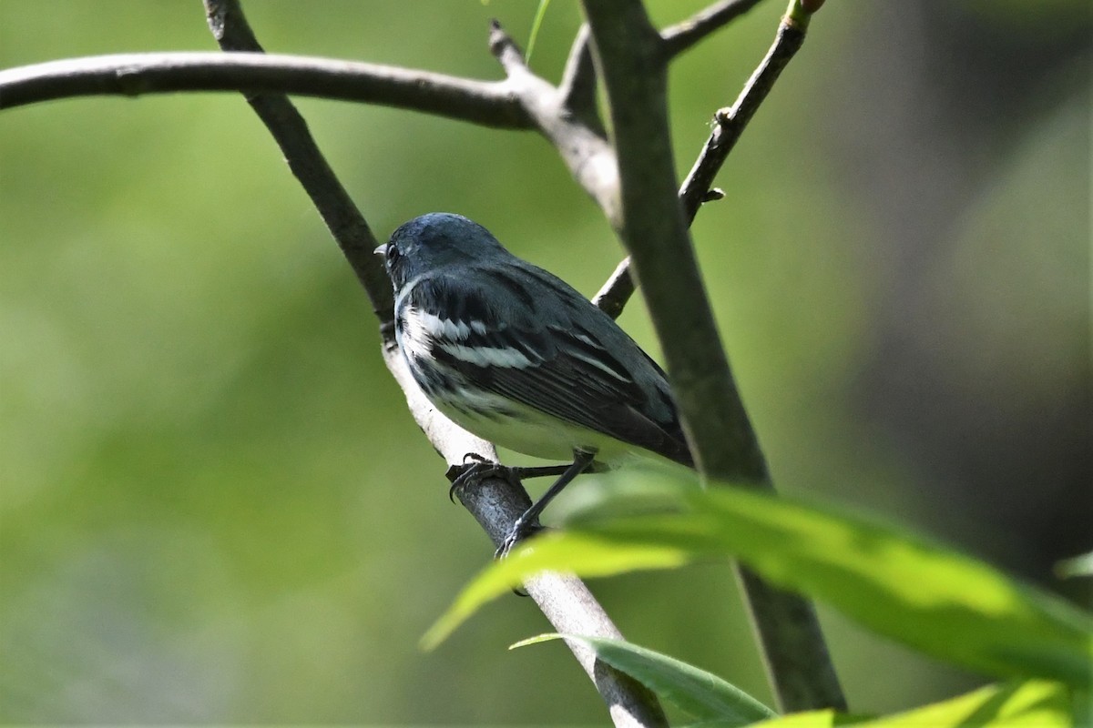 Cerulean Warbler - Krzysztof Bystrowski