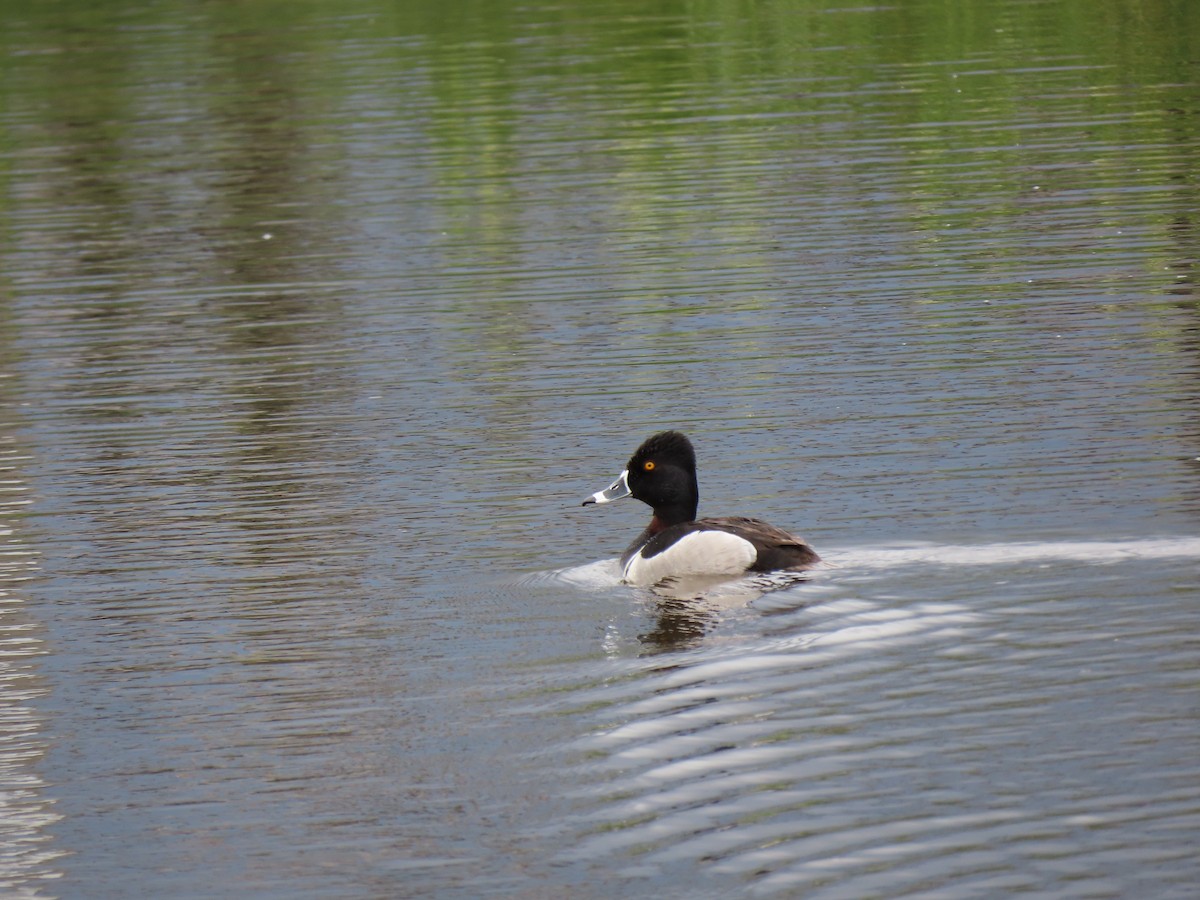 Ring-necked Duck - Todd Morris