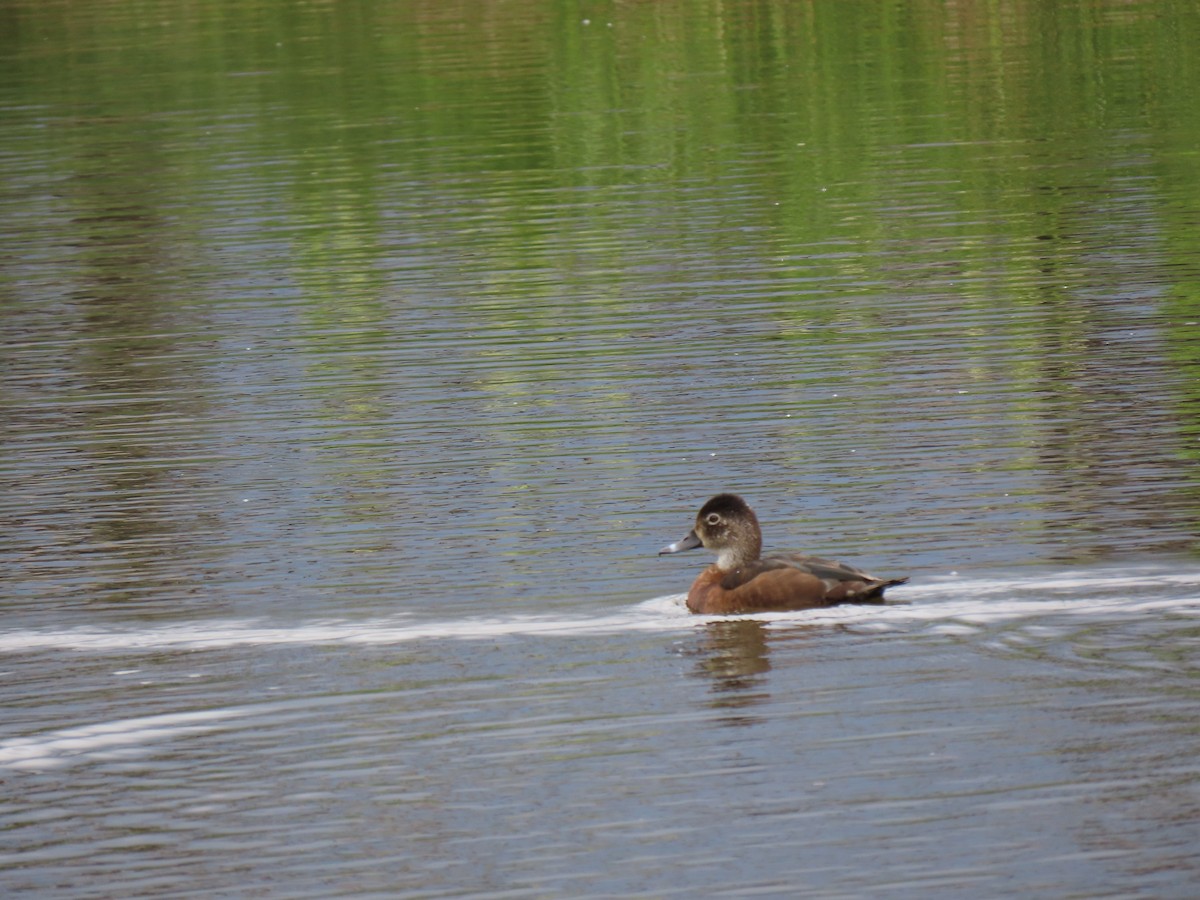 Ring-necked Duck - Todd Morris