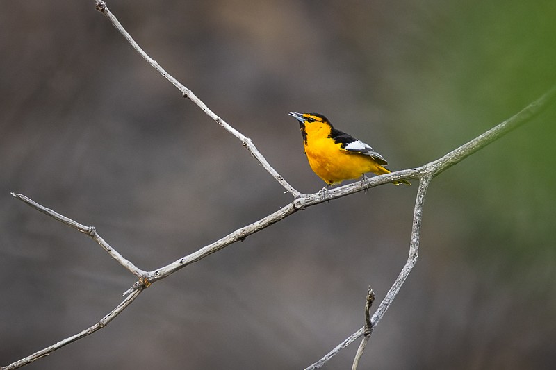 Bullock's Oriole - ML579025331