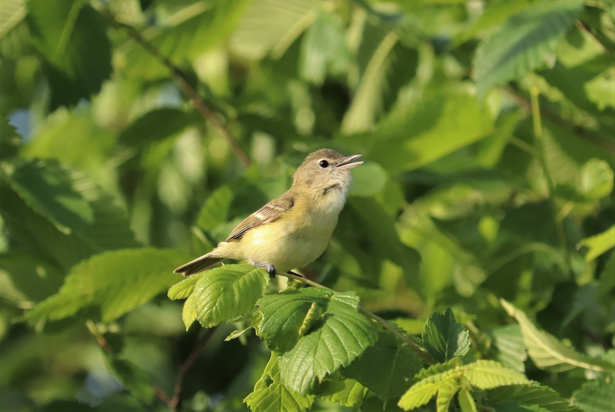 Bell's Vireo - ML579027071