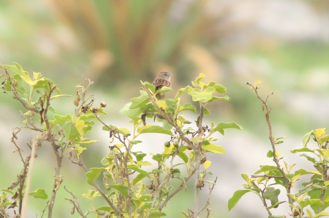 Botteri's Sparrow - ML579027191