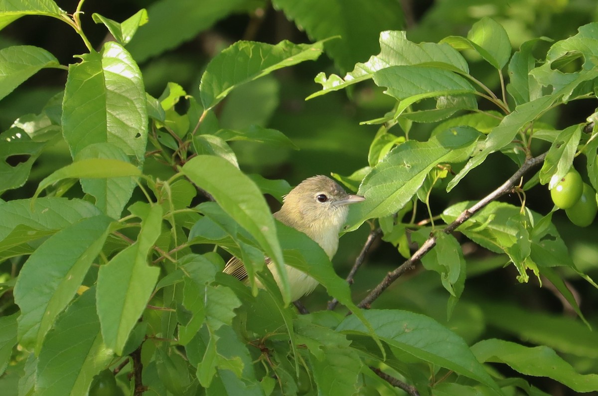 Bell's Vireo - ML579027281