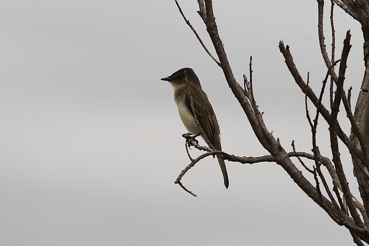 Willow Flycatcher - ML579027331