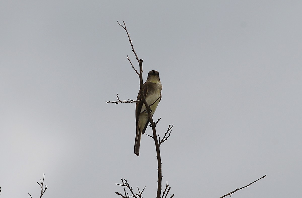 Willow Flycatcher - ML579027391
