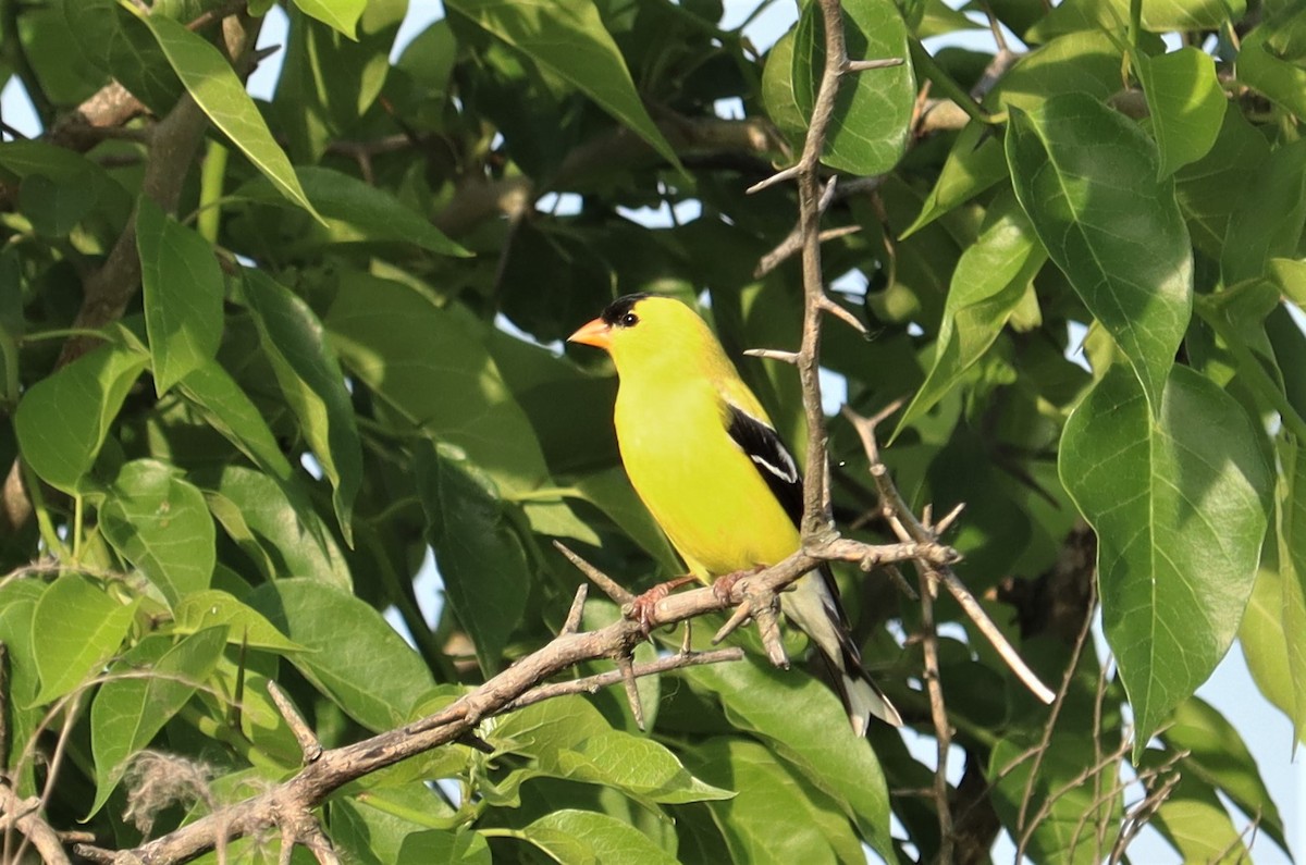 American Goldfinch - ML579027401