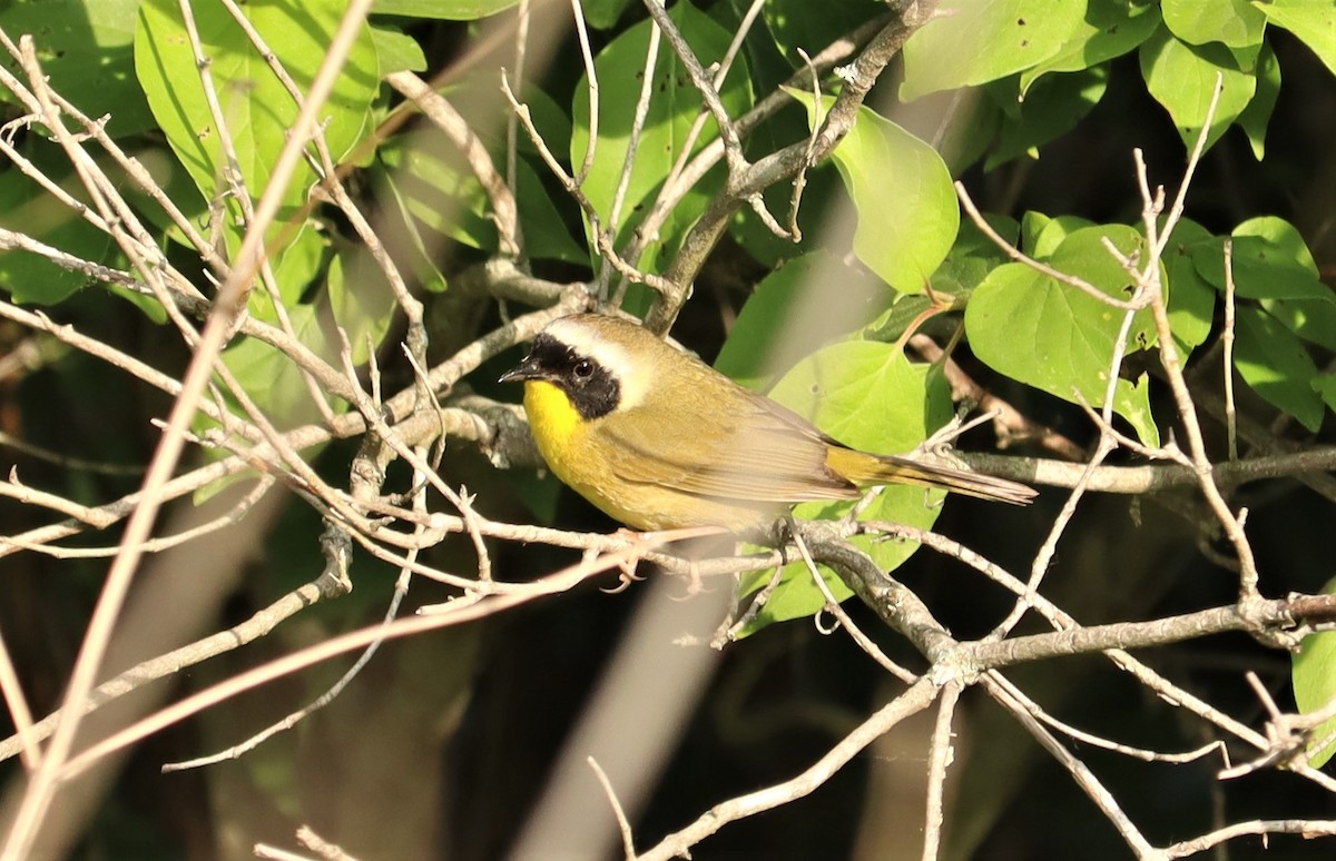 Common Yellowthroat - ML579027501