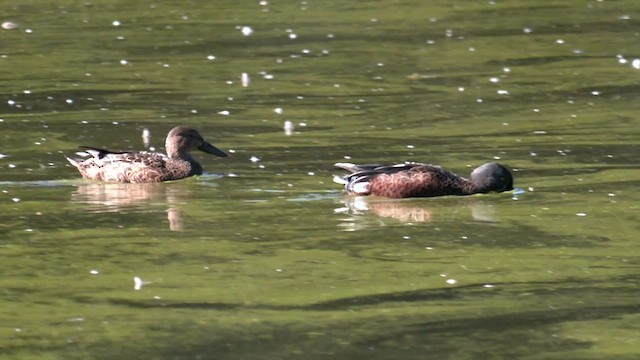 Australasian Shoveler - ML579027541