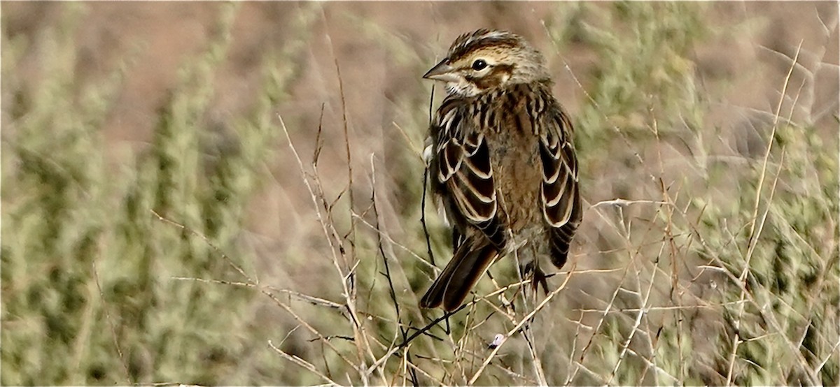 Lark Sparrow - ML579028461