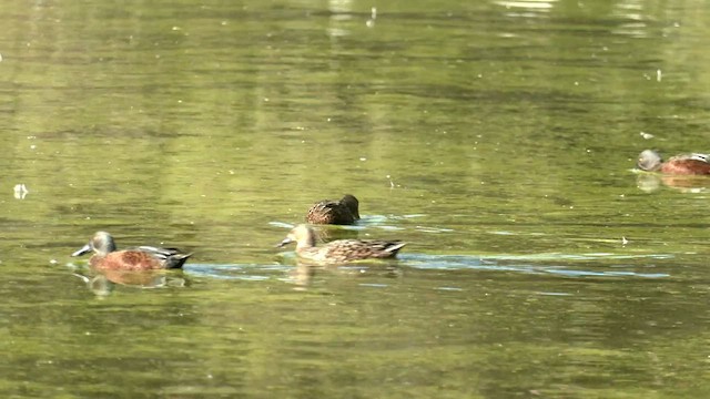 Australasian Shoveler - ML579028601