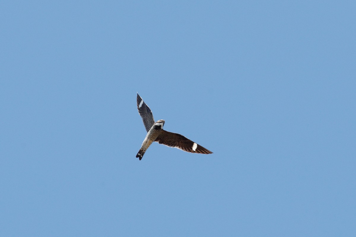 Common Nighthawk - Geoff Malosh