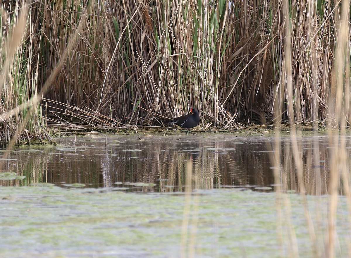 Common Gallinule - amy sheldon