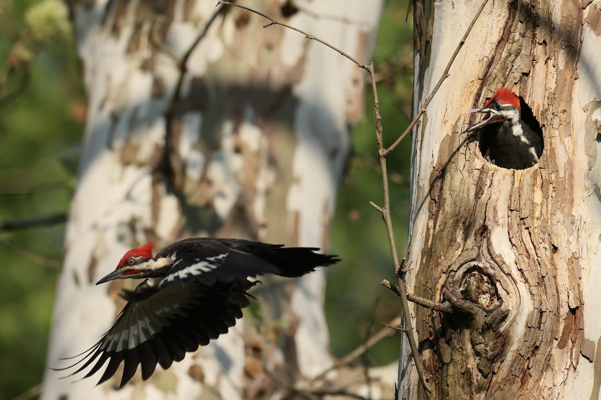 Pileated Woodpecker - ML579029701