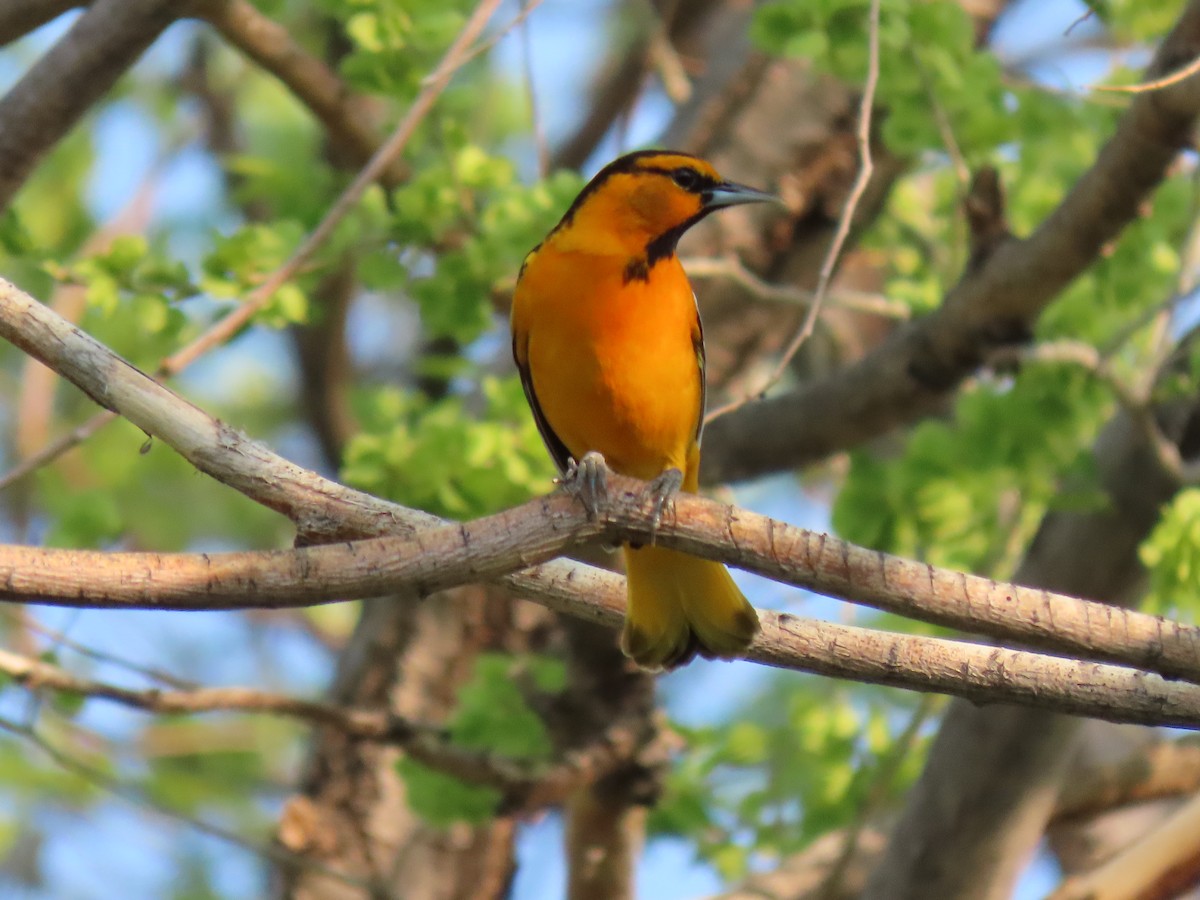 Bullock's Oriole - Todd Morris