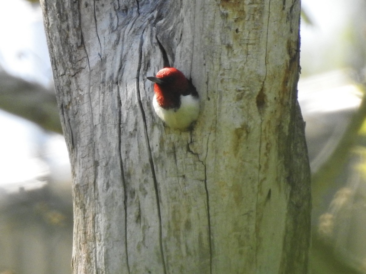 Red-headed Woodpecker - ML579030691