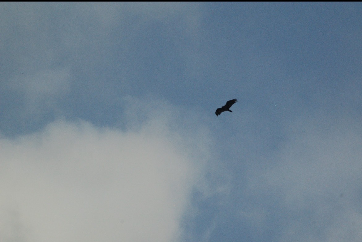 Turkey Vulture - teagan gonzales