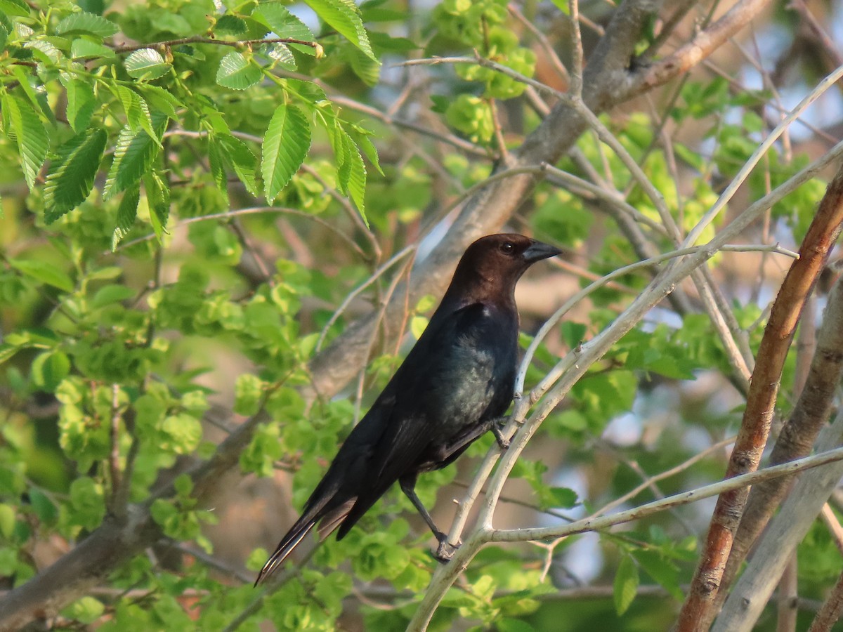 Brown-headed Cowbird - ML579031361