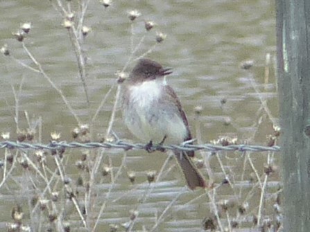 Eastern Phoebe - ML57903141