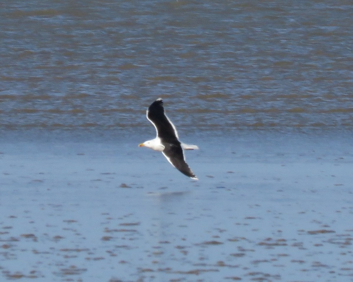 Great Black-backed Gull - ML579031761