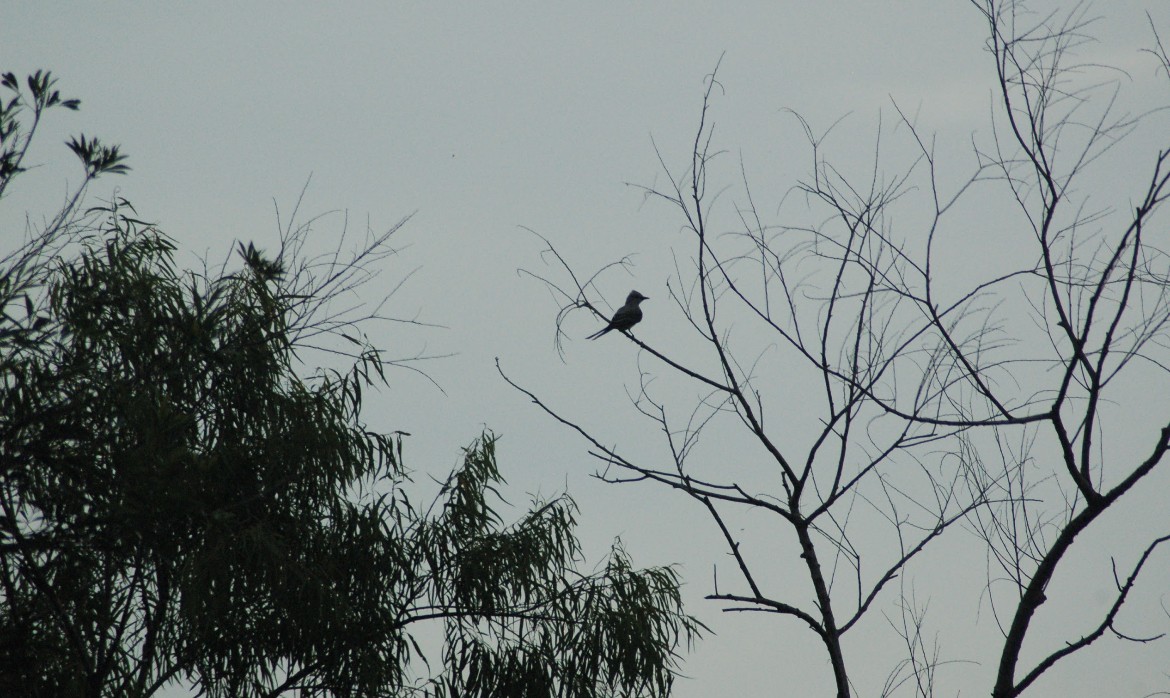 Scissor-tailed Flycatcher - ML579031901