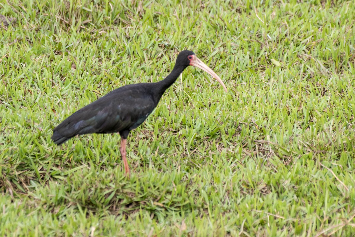 ibis tmavý - ML579032241