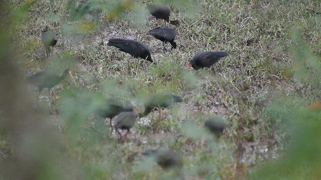 Bare-faced Ibis - ML579032341