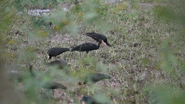 Ibis à face nue - ML579032381