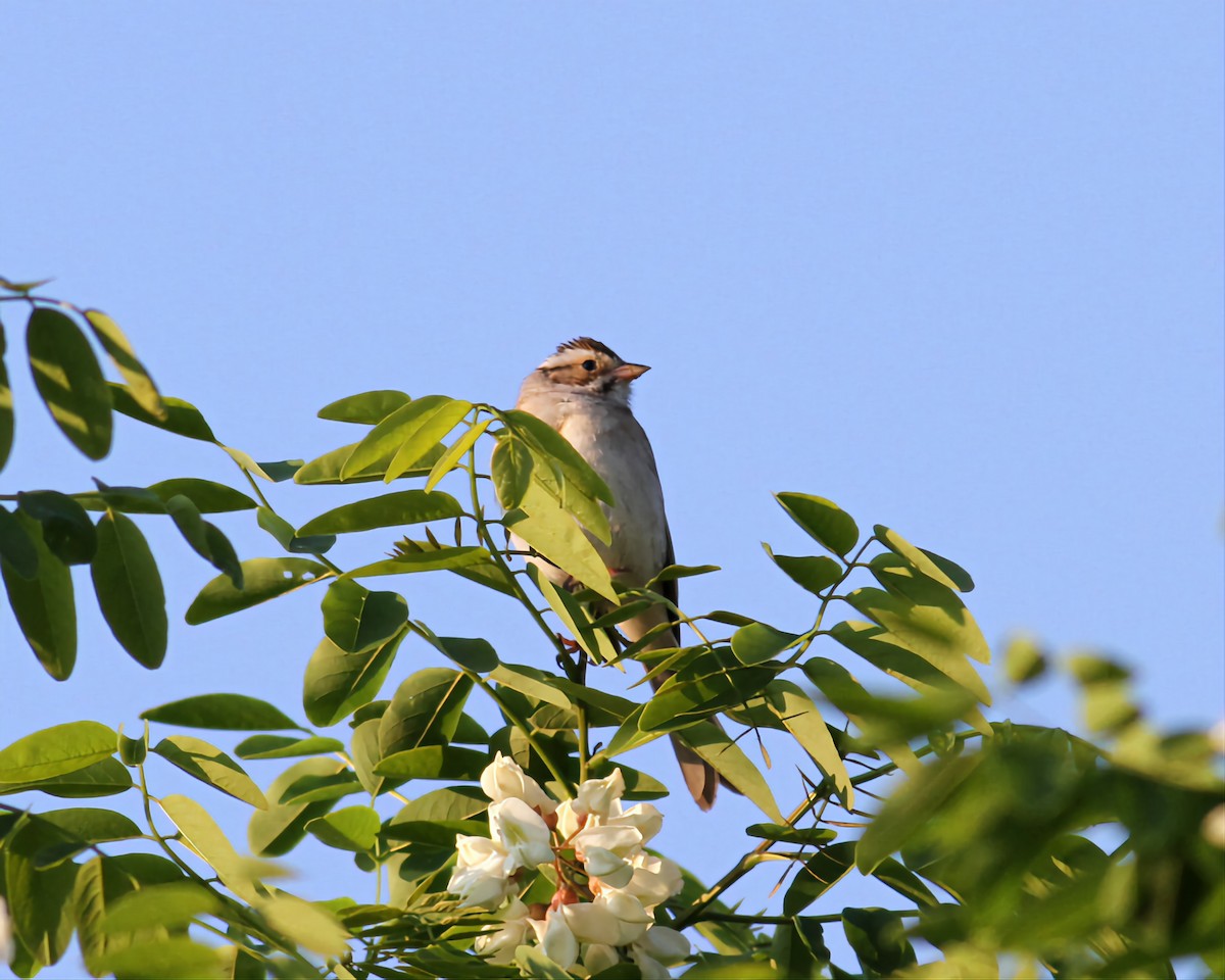 Clay-colored Sparrow - ML579032611