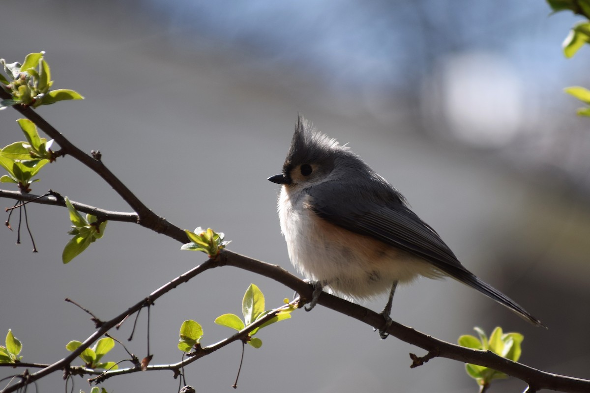 Tufted Titmouse - Kevin Lee