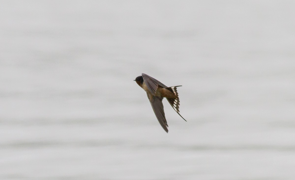 Barn Swallow - Nick Pulcinella