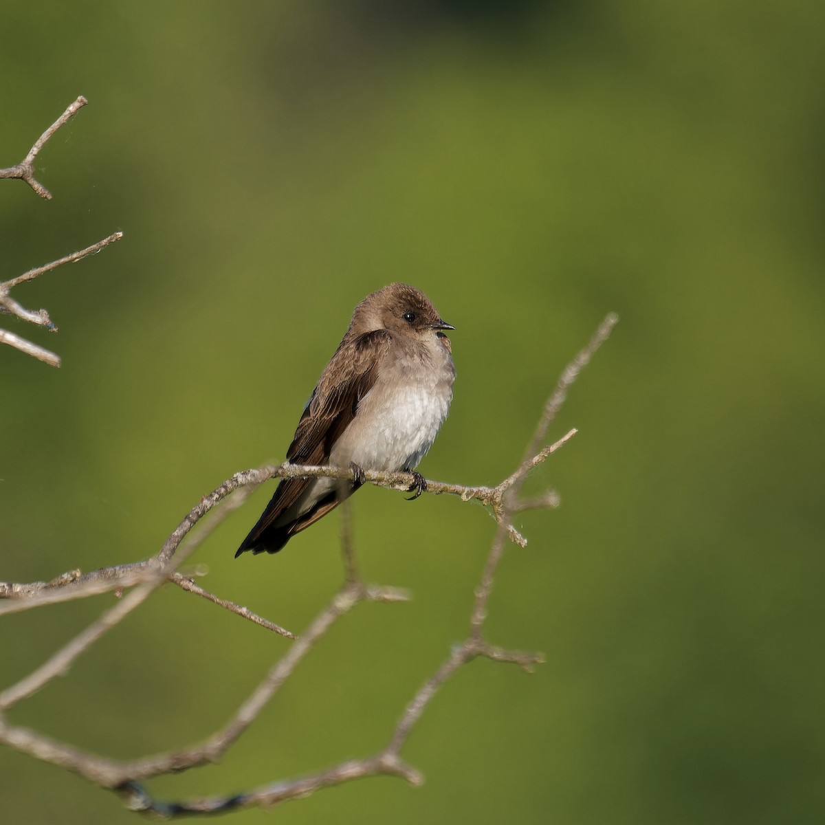 Northern Rough-winged Swallow - ML579033751