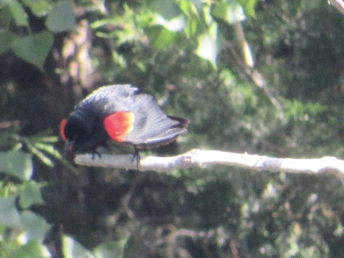 Red-winged Blackbird - ML579036011