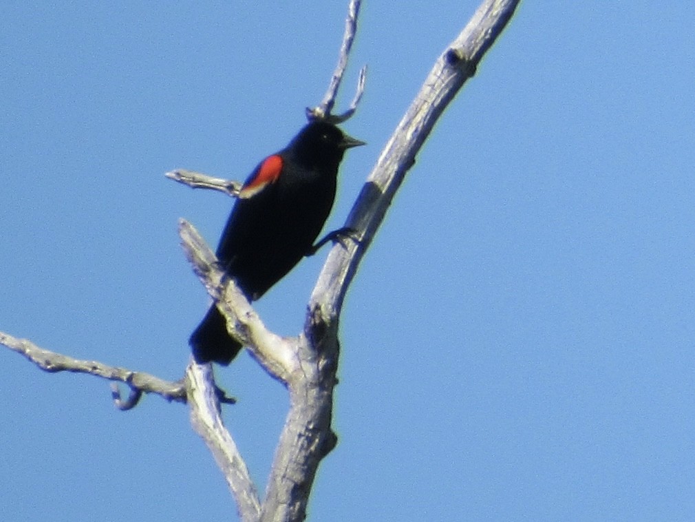 Red-winged Blackbird - ML579036021